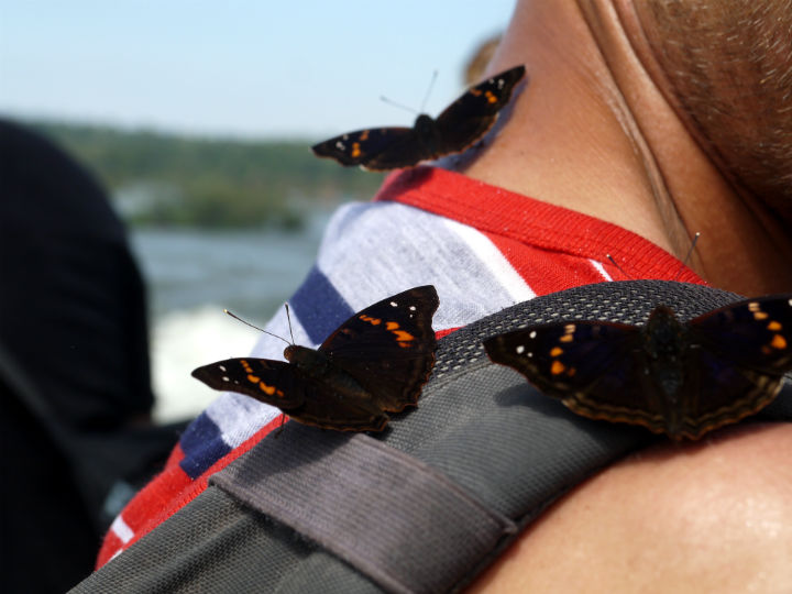 Butterflies "attacking" me on the way to the falls!