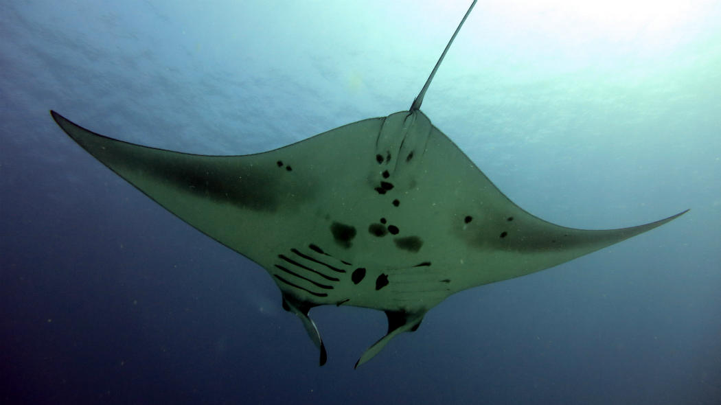 manta nusa penida stingy nomads