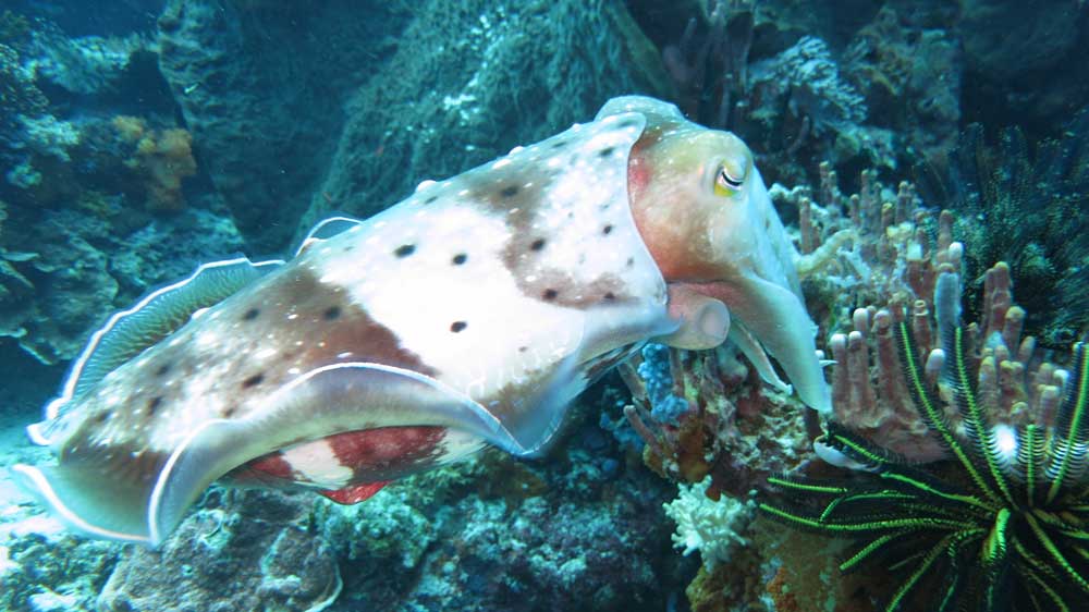 cuttle fish diving at tatawa besar, komodo island