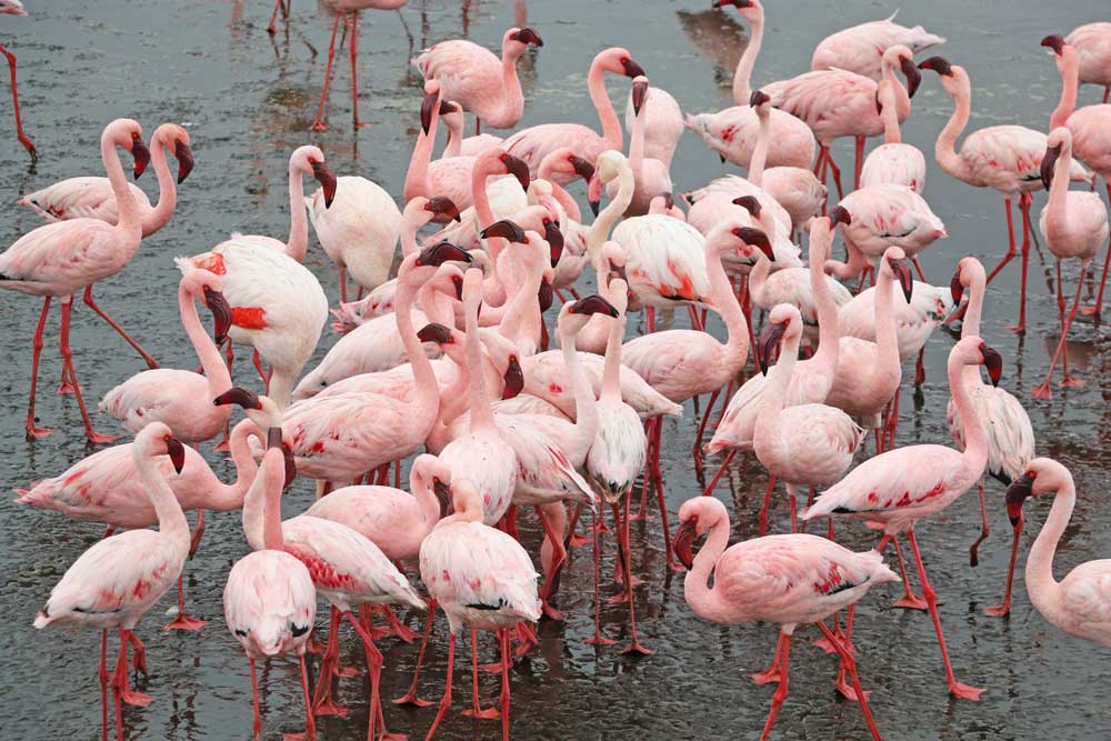A group of flamingos in shallow waters near Swakopmund
