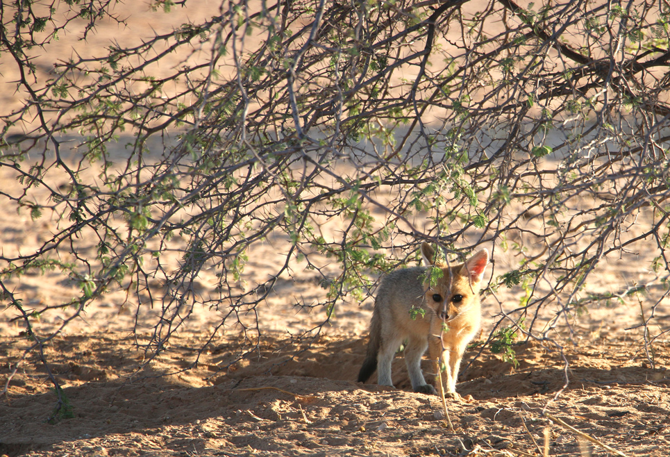 Cape fox cub, Kgalagadi Transfrontier park