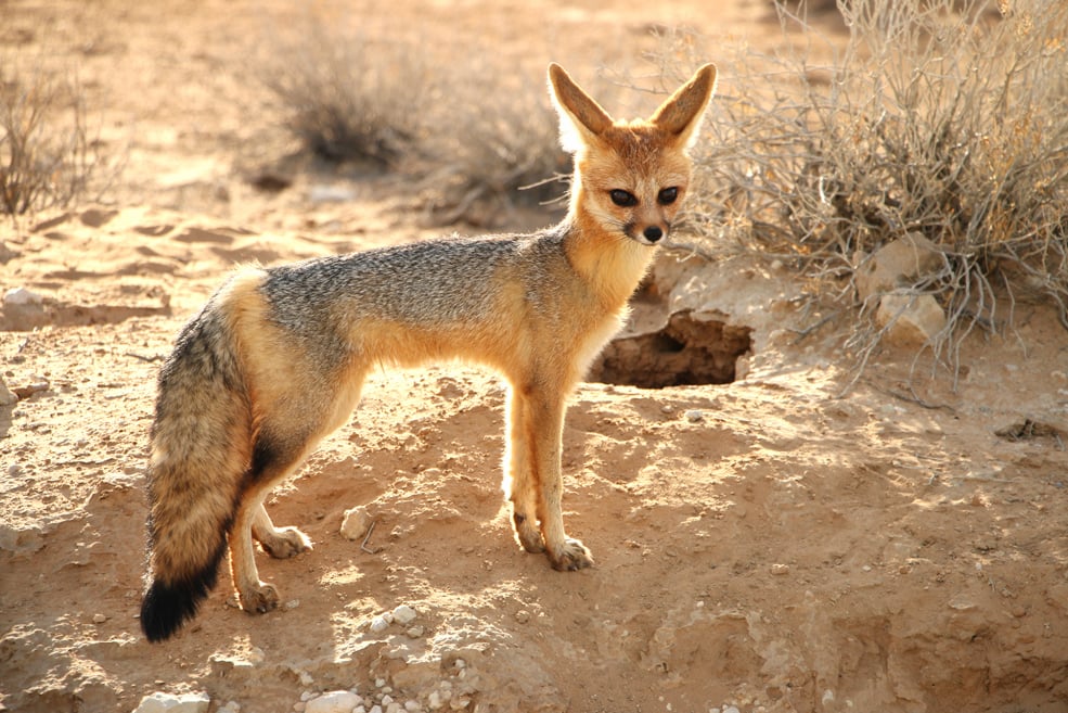 Cape fox, Kgalagadi Transfrontier park, South Africa