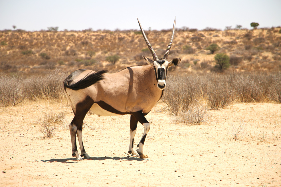 Gemsbok posing for photos, Kgalagadi National park