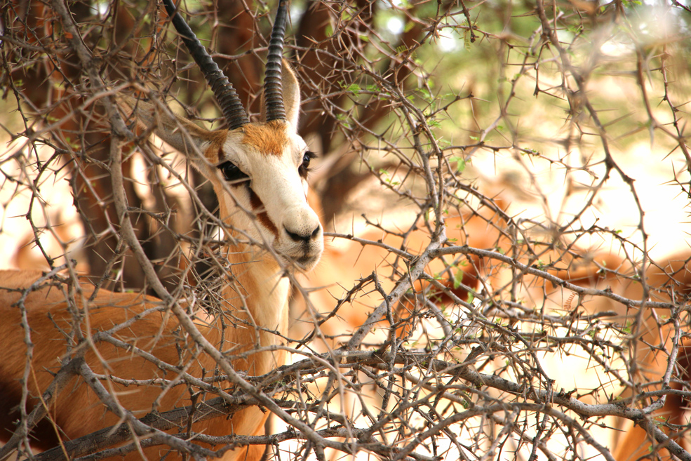 Springbok, Kgalagadi Transfrontier park, South Africa