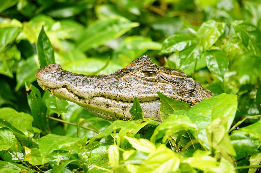 Cayman on a river cruise on the Amazon.
