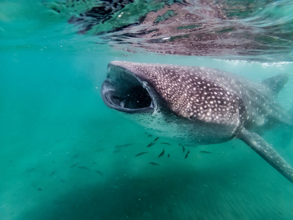 Swimming With Whale Sharks In The Philippines Oslob And Donsol 