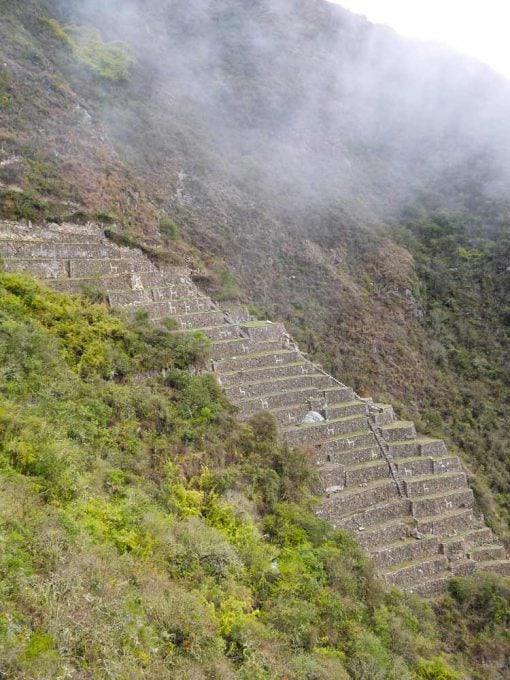 24 llamas terrace at Choquequirao ruins