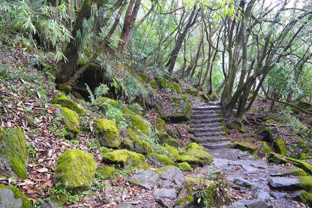 A magical forest on the way from Sinuwa to the Himalayas