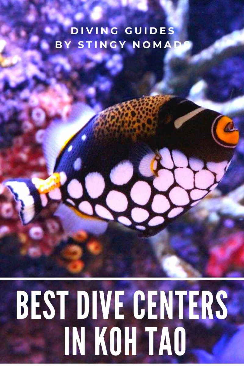 Choosing the Best Dive School in Koh Tao STINGY NOMADS