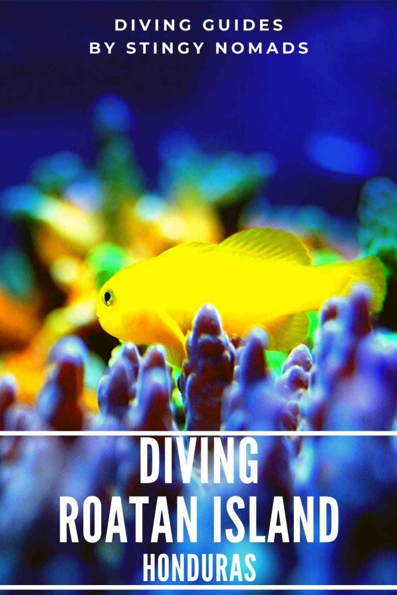 The Complete Guide to Dive Roatan STINGY NOMADS