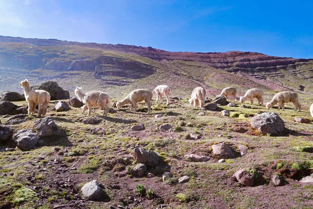 Several alpacas on the way to Rainbow Mountain