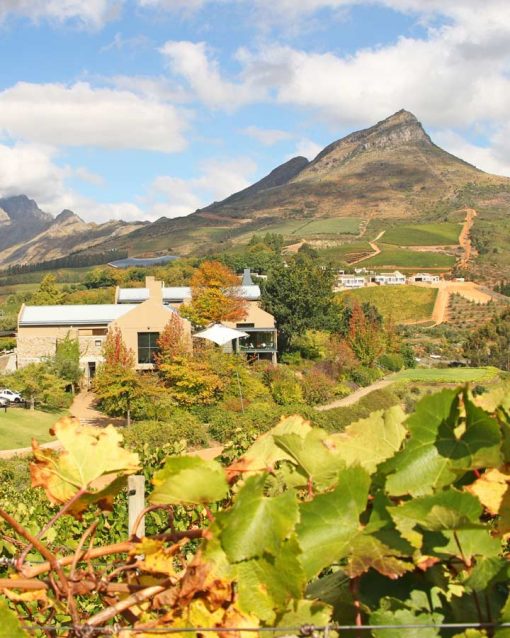 Stunning wine estates around Stellenbosch best things to do in Cape Town