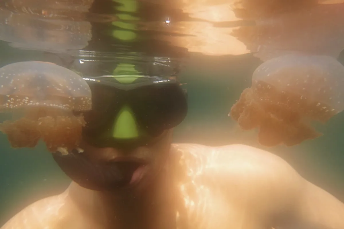Swimming with stingless jellyfish