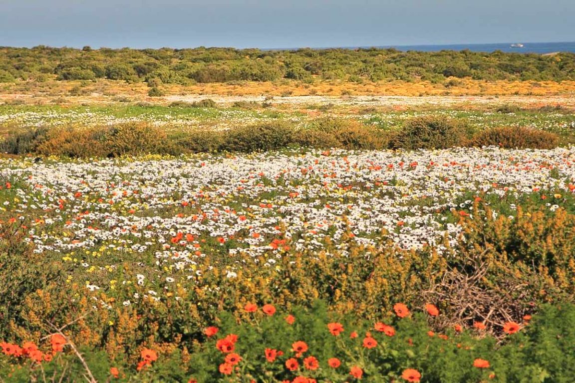 Namaqualand flowers best places to see blossom STINGY NOMADS