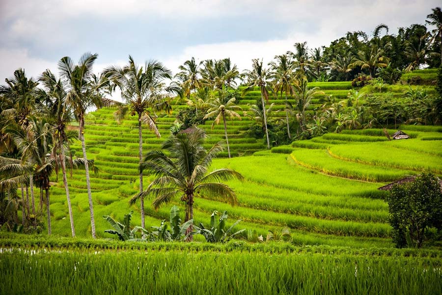 Rice terraces Bali