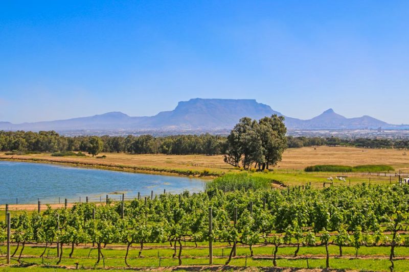 Durbanville Wine Farms (2022) a Complete Wine Tasting Guide. STINGY
