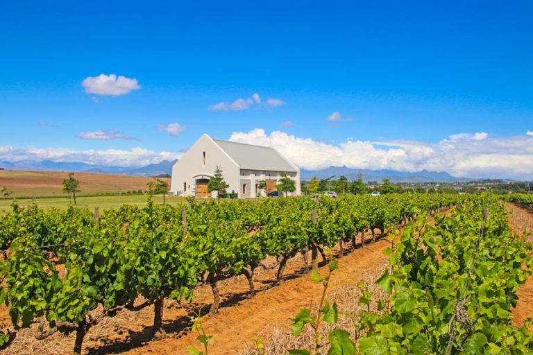 Best Wine Farms in the Durbanville Wine Valley 2023 STINGY NOMADS