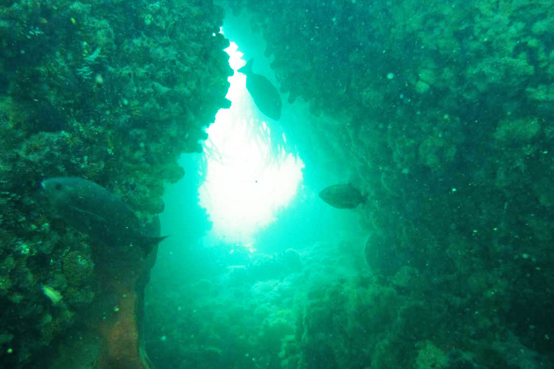 Diving the A-Frame in Simonstown