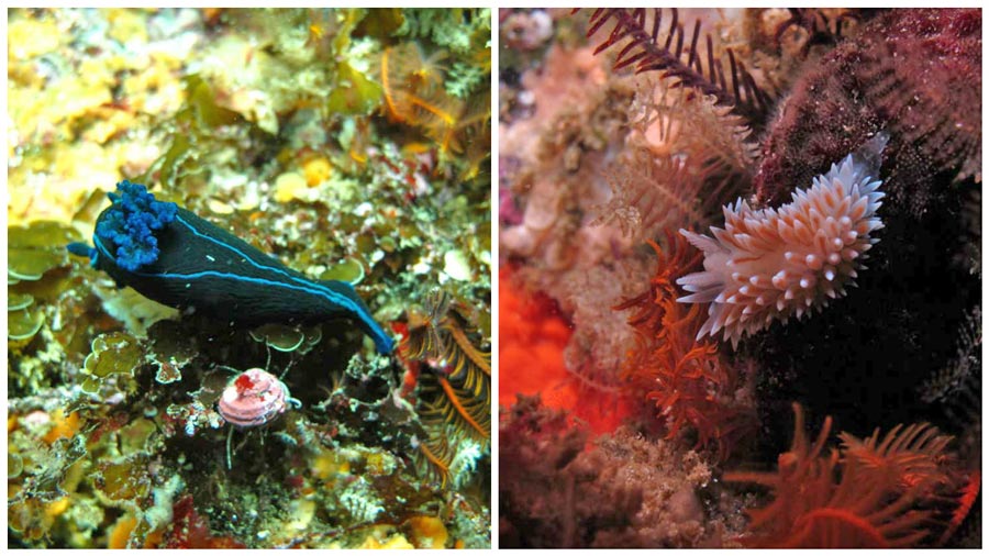 nudibranch dive simons town