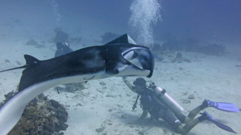 diver with manta ray at The Cauldron, Komodo Island