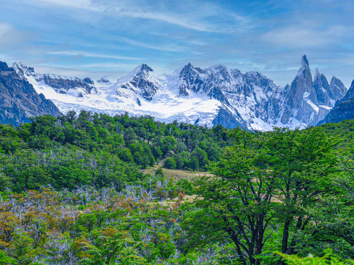 views of snow covered mountains behind a green forest