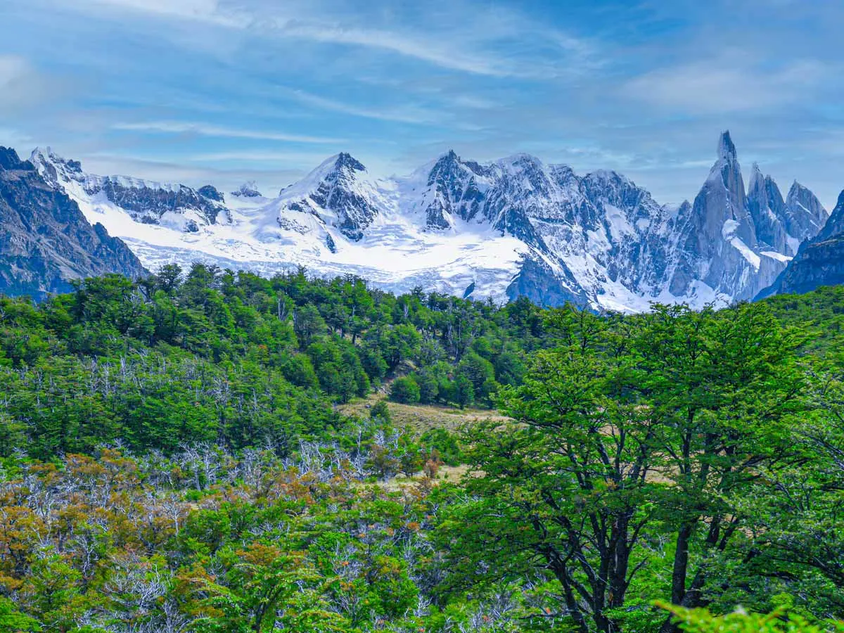 views of snow covered mountains behind a green forest