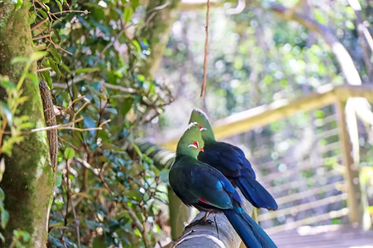 Two birds with green heads and dark blue body on a boardwalk in the forest