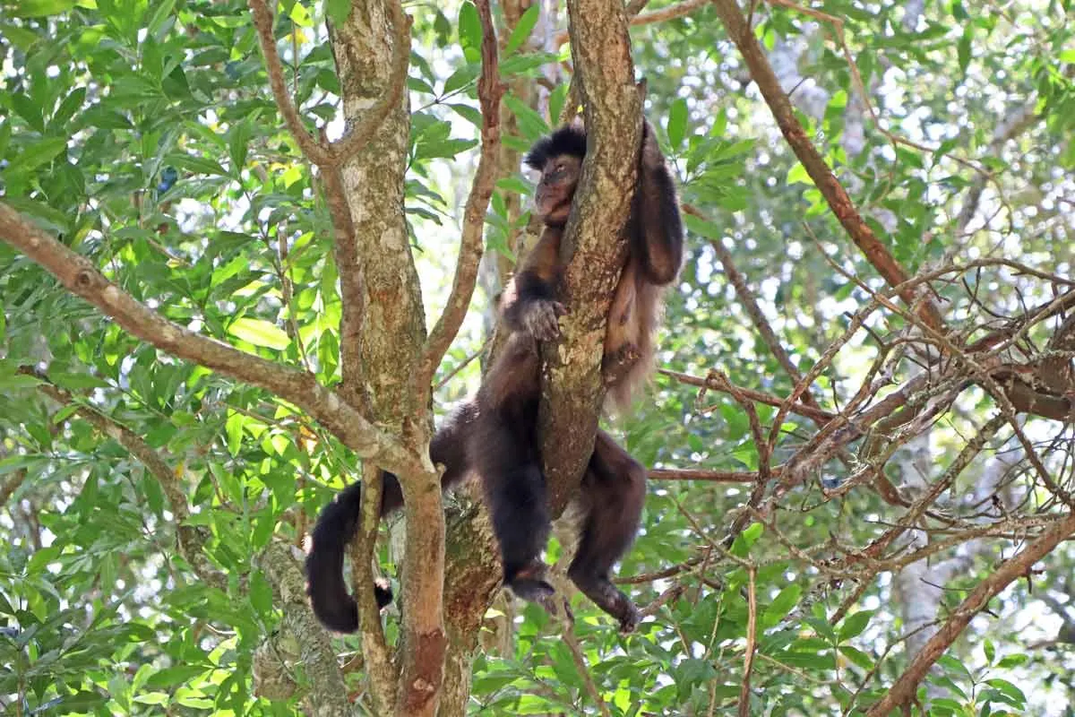 A capuchin monkey on a tree branch in a park on the Garden Route