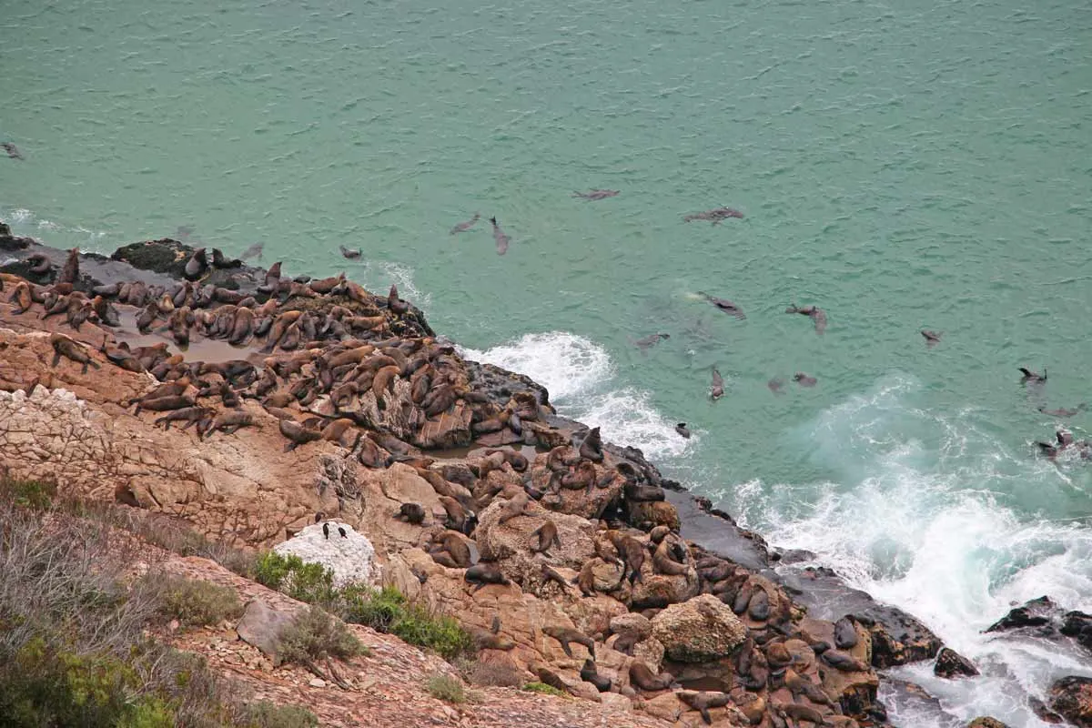 Hundreds of seals on the shore and in the water at Robberg Nature Reserve, Garden Route