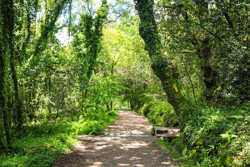 A gravel road through the forest on the Central Route in Spain