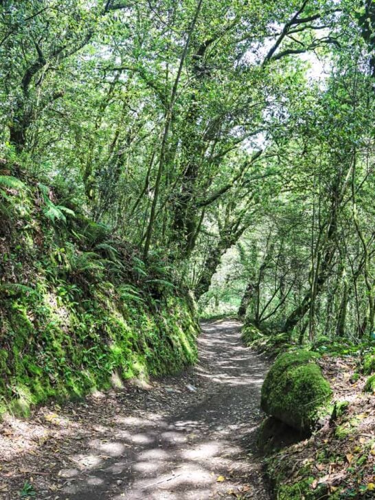 A footpath through the lush-green Galician forest