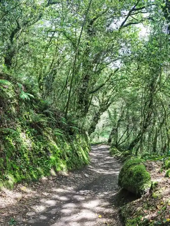 A footpath through the lush-green Galician forest