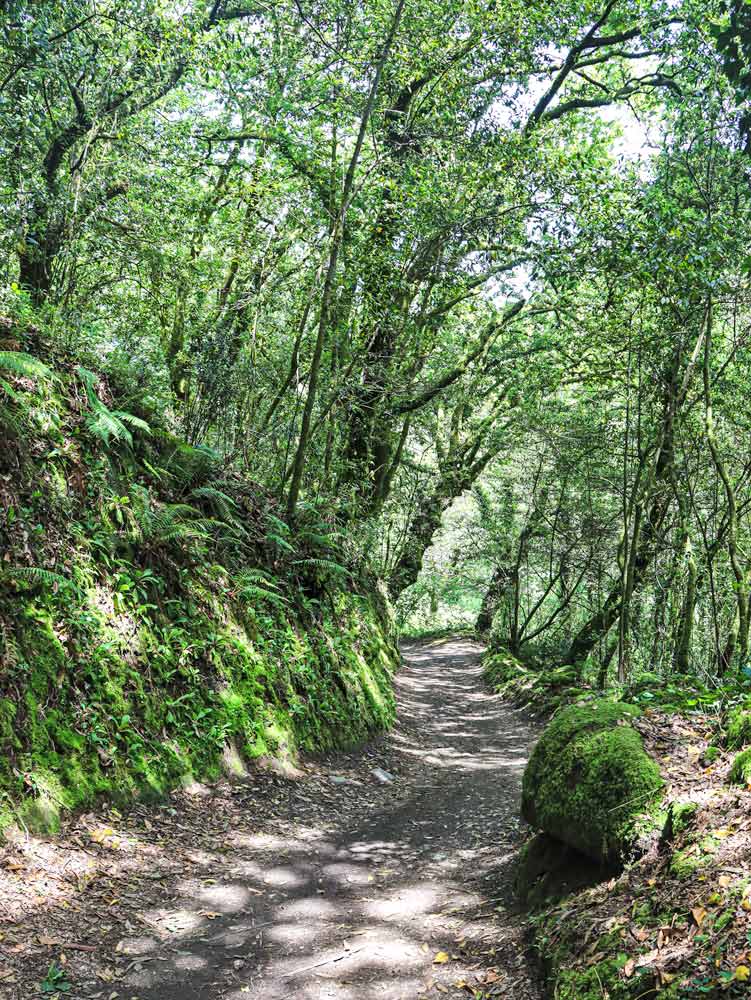 A footpath through the lush-green Galician forest