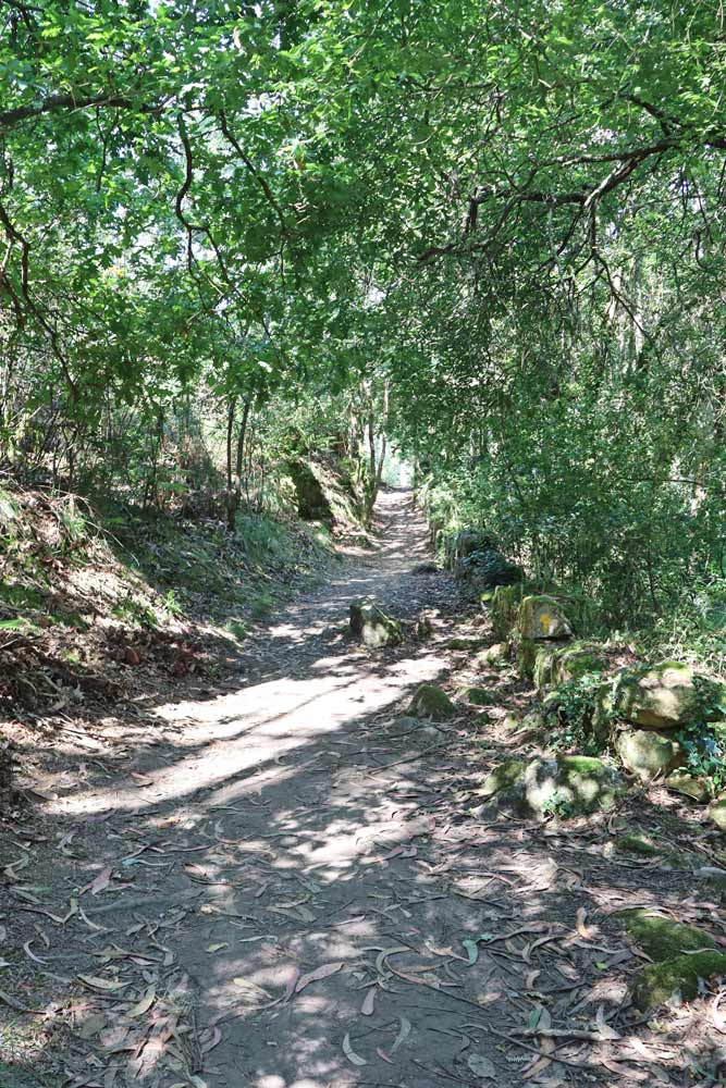 The beautiful forest scenery on the Coastal Route from Esposende
