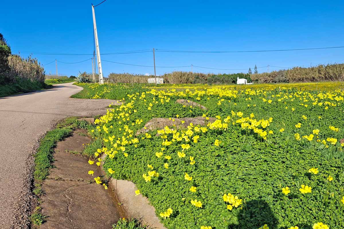 green fields with lots of yellow daisys