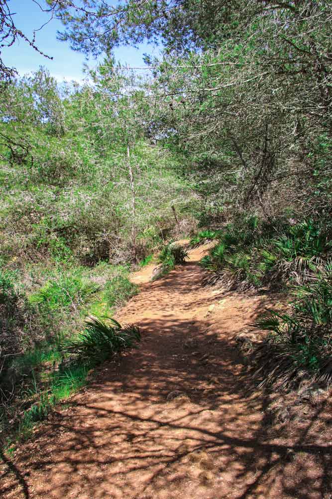 A narrow footpath through the forest on the Seven Hanging Valleys Trail