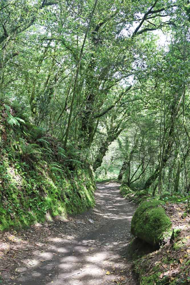 A footpath through the forest on the Portuguese route from Tui