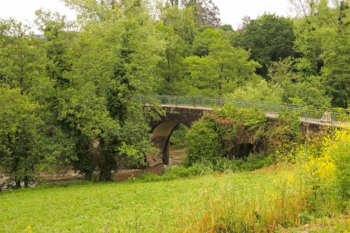 A stone bridge in the forest with lush-green vegetation
