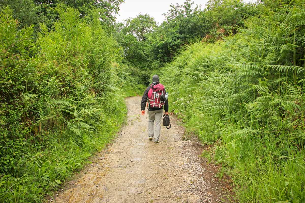 Campbell from behind on a gravel road surrounded by lush-green vegetation on the Camino Primitivo