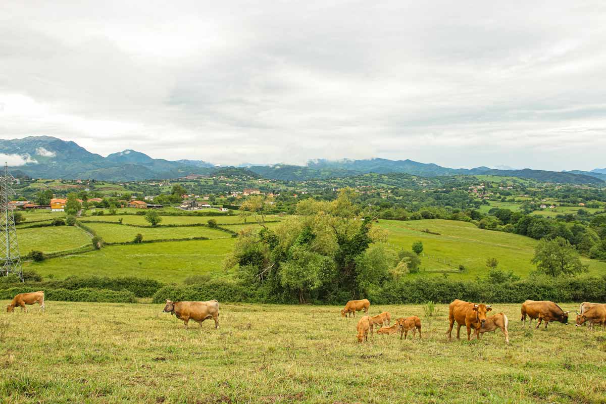 Brown cows and caves on the green field surrounded by the mountains in Asturias, Spain