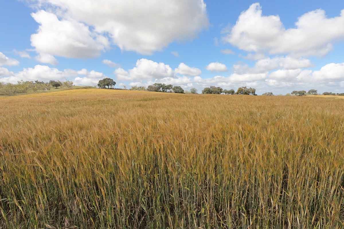 Wheat fields and blue sky with white clouds - a typical scenery on the Via de la Plata from Seville
