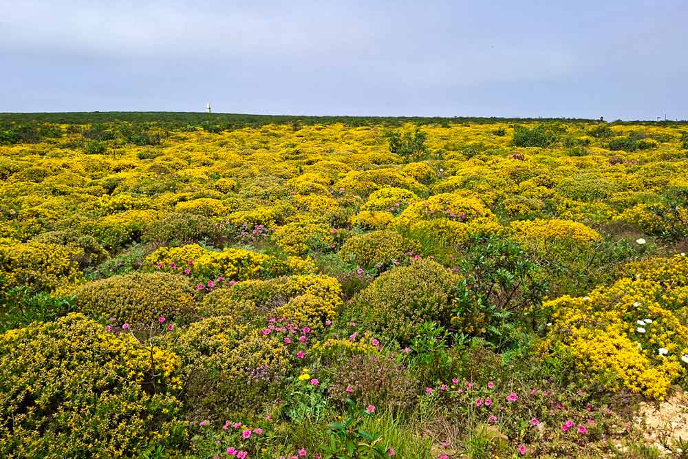 Fields covered in yellow wildflowers near Cabo de Sao Vicente, Portugal