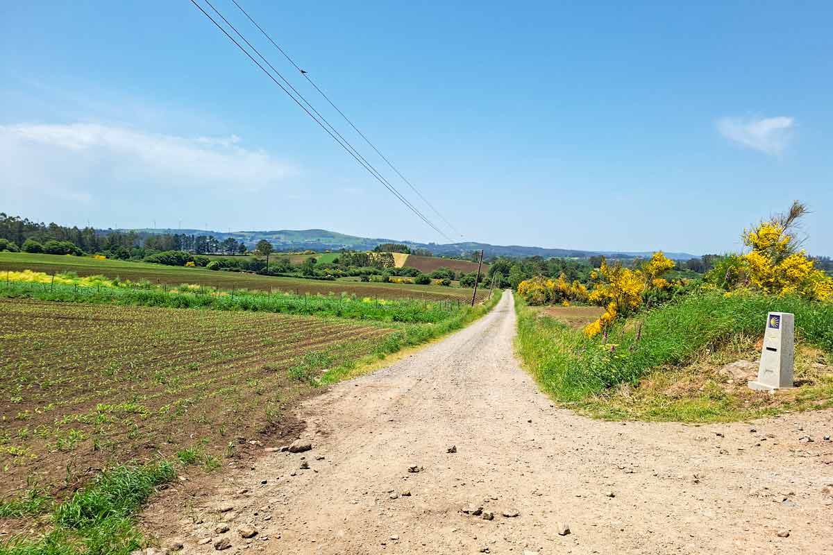 A gravel road in the fields with a Camino sign