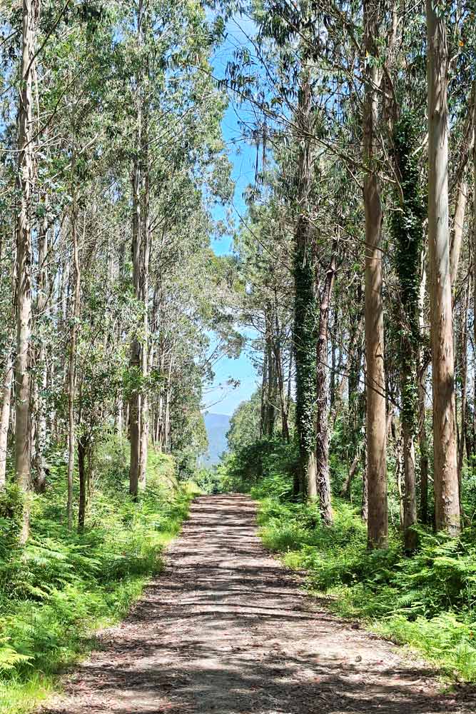 A path through the forest opening to the coast in Galicia