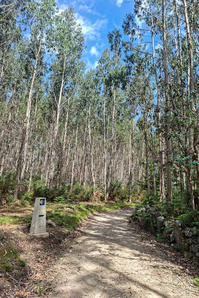A route through the forest on the Camino from Negreira
