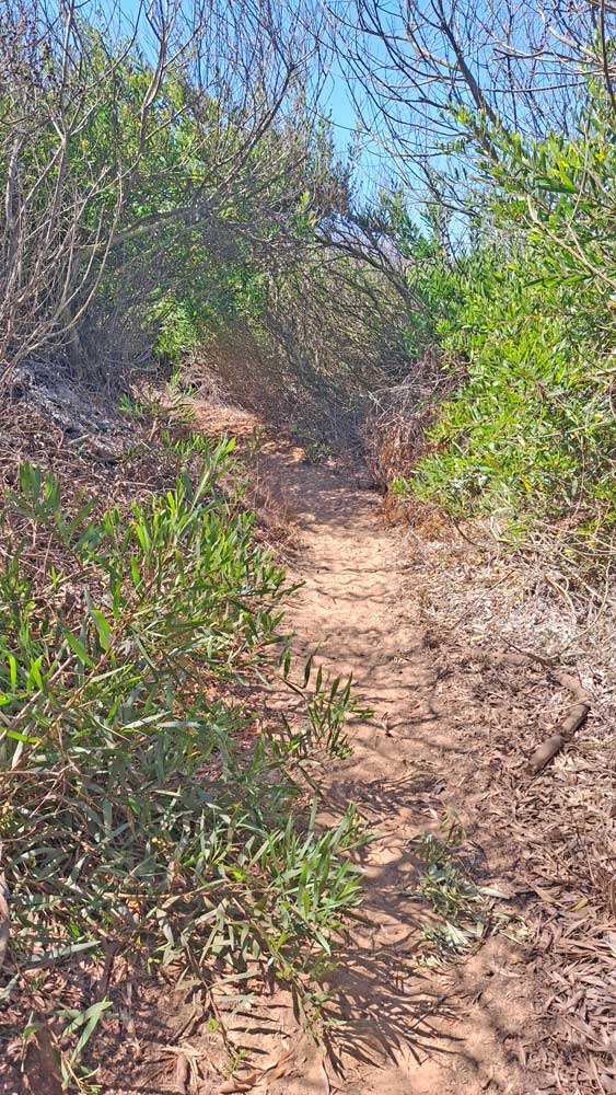 sandy trail with dense growth