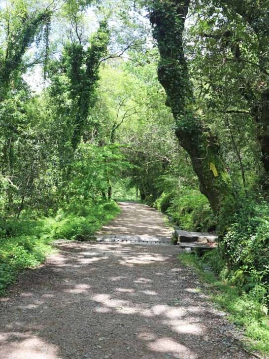 A narrow footpath through the forest surrounded by the dense vegetation in Galicia, Spain