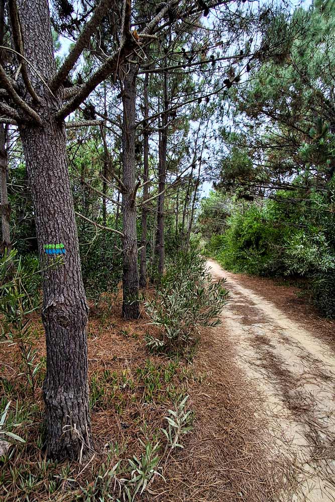gravel road through pine forest with fishermens trail flag painted on tree